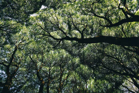 Green crowns of trees, view from below. Natural abstract background, copy space.の写真素材