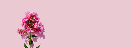 Pink flower phlox on pink background. Web banner. Minimal concept for different celebration, women's...