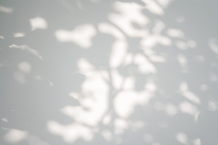 Shadow of leaves tree on white background. Sun day. Overlay, copy space.の写真素材