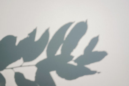 Shadow of leaves tree on white background. Sun day. Overlay, copy space.の写真素材