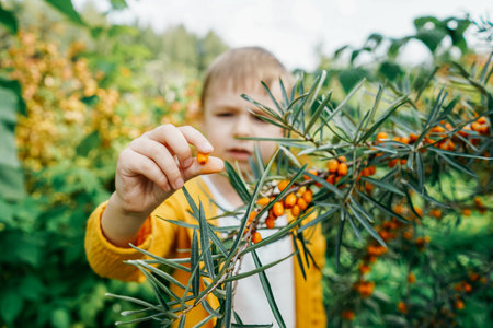 Little boy holding a sea buckthorn in hand. Health and medicine concept. Branch close-up, face...