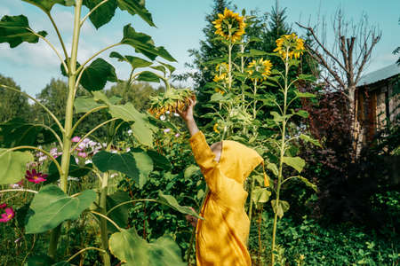 Little boy near big sunflowers in garden. Boy in yellow sweater.の写真素材