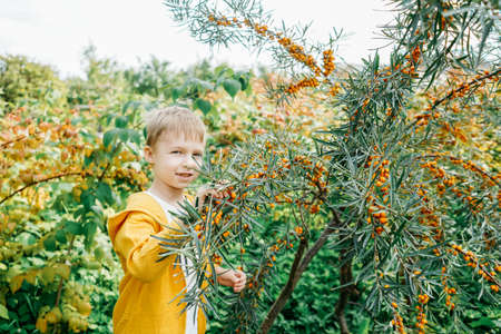 Little boy holding a sea buckthorn in hand. Health and medicine concept. Branch close-up, face defocused.の写真素材