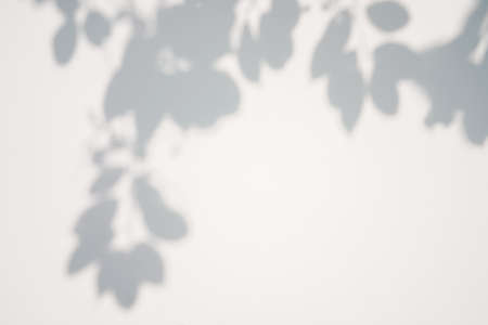 Shadow of leaves tree on white background. Sun day. Overlay, copy space.の写真素材