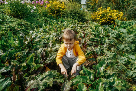 a little boy is sitting in the beds with beets, garden conceptの写真素材