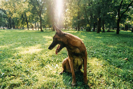 A Belgian shepherd dog is sitting on a green lawn in a park, it's a sunny day.の写真素材