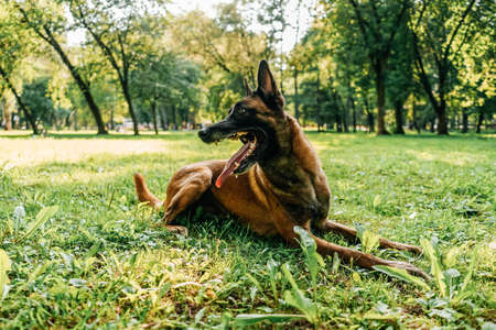 A Belgian shepherd dog is lying on a green lawn in a park, it's a sunny day.