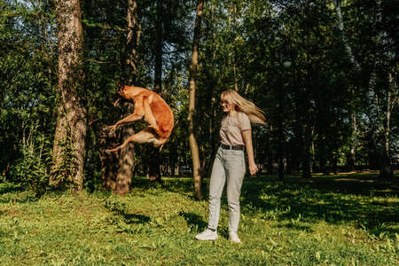 Woman play with dog in park. Sunny summer day. Dog is jumping.の写真素材