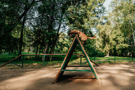 The Belgian Shepherd Malinois jumps over the barrier on the dog playground.の写真素材