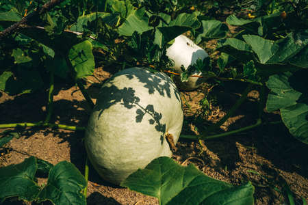 Pumpkin growing in bed in the garden.の写真素材