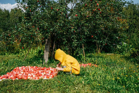 Little boy near apple harvest in garden.の写真素材