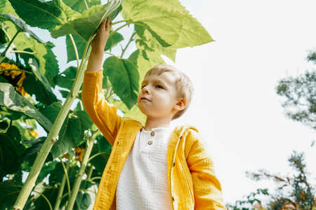Little boy near big sunflowers in garden.の写真素材