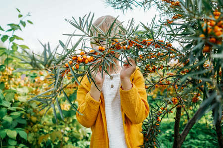 Little boy holding a sea buckthorn branch.の写真素材