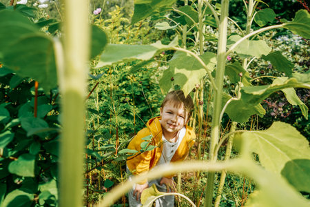 Little boy near big sunflowers in garden.の写真素材