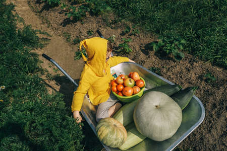 Cute boy sitting in wheelbarrow with harvest.の写真素材