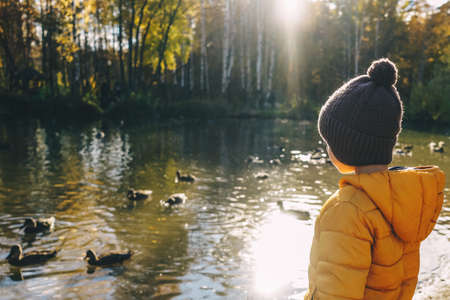 Little boy feed ducks on the lakeの写真素材