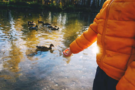 Little boy feed ducks on the lake.の写真素材