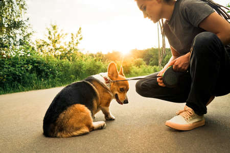 Young happy woman with dreadlocks walk with small dog corgi in park. Sunset light. Close-up.の写真素材