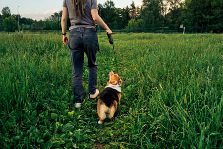 Young woman with dreadlocks walk with small dog corgi in park. Rear view.の写真素材