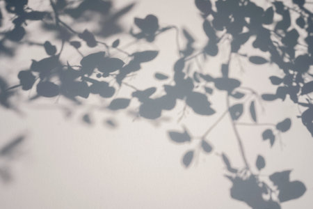 Shadow of leaves tree on white background. sun day. Overlay, copy space.の写真素材