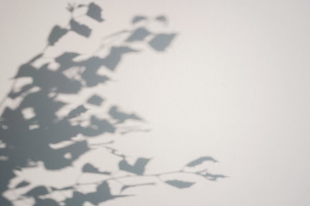 Shadow of leaves tree on white background. sun day. Overlay, copy space.の写真素材
