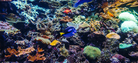 Underwater bright world with corals and fishes.の写真素材