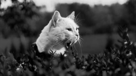portrait of a white cat in nature green
