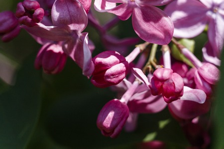 Blooming lilac flowers in the park on a sunny afternoonの写真素材