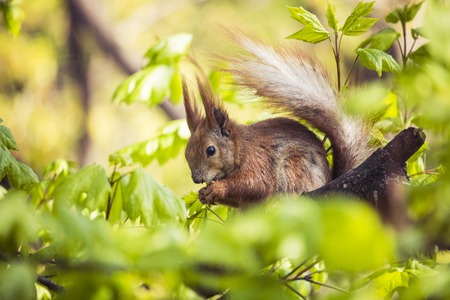 Squirrel in the park on a tree on a sunny warm dayの写真素材
