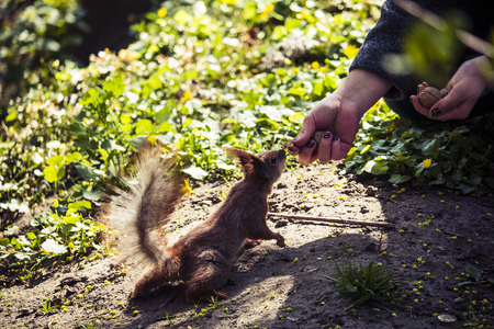 Squirrel in the park on a ground looking for nuts on a sunny warm dayの写真素材