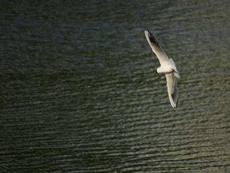 The seagull is flying over small waves of the river before the storm