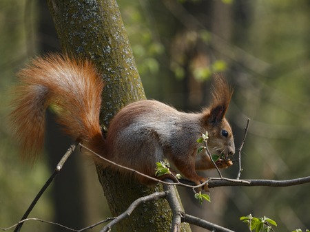 Red squirell on the tree branch eating nut in the park