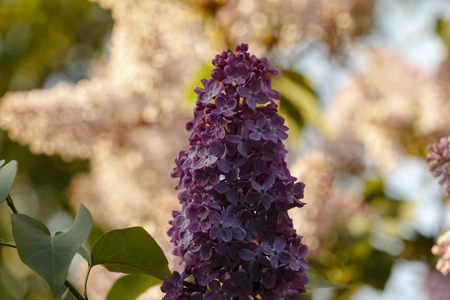 Closeup of beautiful blooming purple lilac under the blue sky/ Pink lilac bouquet/ spring backgroundの写真素材