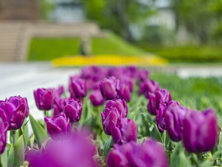 lilac tulips in the sun on a green blurred backgroundの写真素材