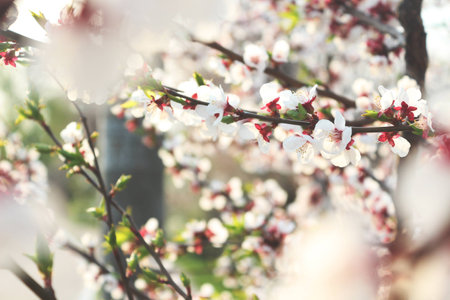 blossomの写真素材