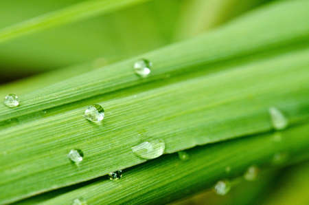 Rain drops on beautiful green grass during spring and fall.の写真素材