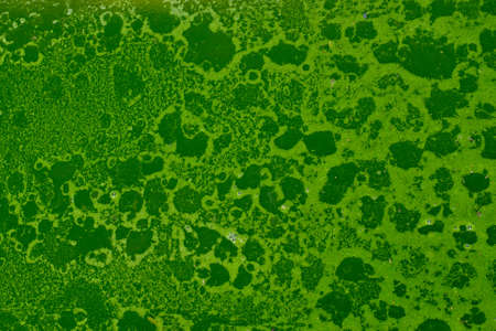 Forest swamp covered with green mud. Background with a Polluted water with algae. Green colors....