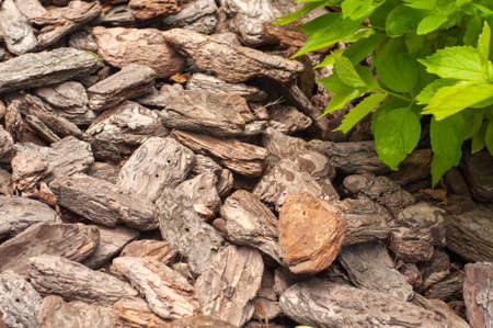 Wood chips for landscaping in the gardens. Ecological background.The land dotted with pine bark. It can be used as a background, a texture to a photo editor for your text to your design.の写真素材