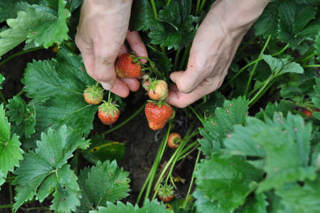 Women's hands harvest strawberries in the rainy season.の写真素材