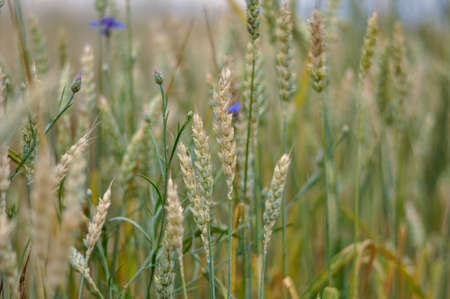 green wheat field on a Sunny summer day, selective focus.