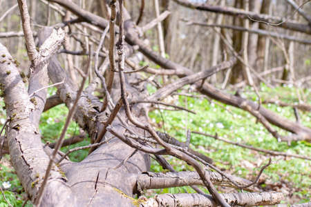 Fallen old tree in a swedish nature reserve by Vickleby