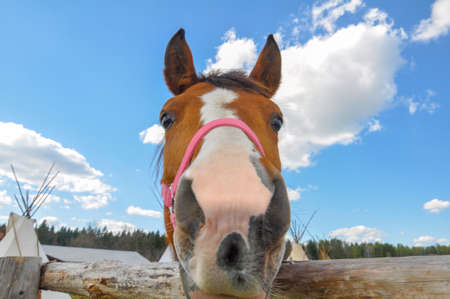 Funny horse head smiling over blue sky background. smiling horse close-up