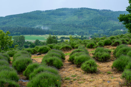 Lavender field in the summer. Lavender field with a background of Mt. Lavender fields in Poland. Lavender bushes close upの写真素材