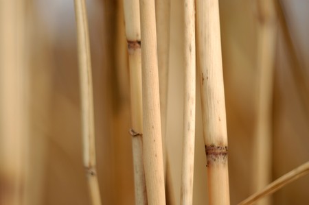 solomapalkiの写真素材