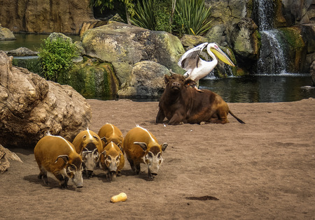 Picture of a bull with a pelican on its back and a herd of boarsの写真素材