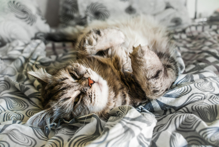 Picture of a sleepy siberian cat lying on the sheetsの写真素材
