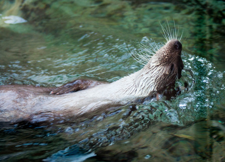 Picture of a cute otter swimming in water on its backの写真素材