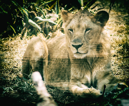 Artistic portrait of a beautifiul male lionの写真素材