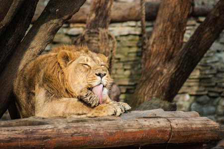 Portrait of a beautiful male lion grooming himselfの写真素材