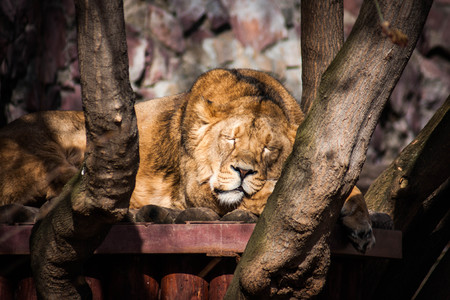 Portrait of a beautiful lion relaxing in the sun
